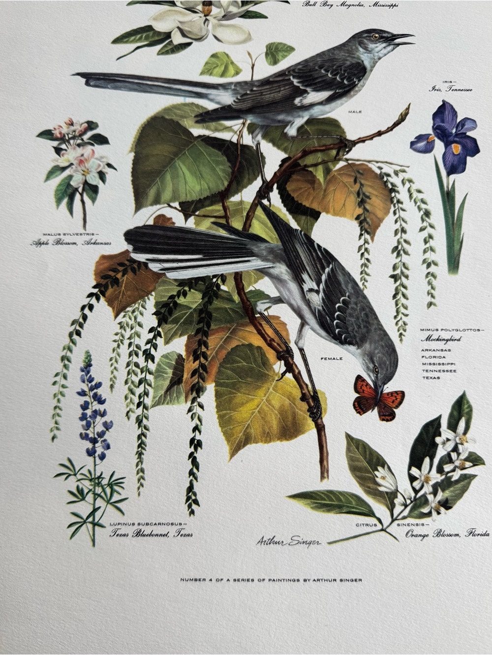 Botanical Art Prints Featuring 10 prints - Picture 9 of 12